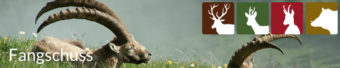 Fangschuss in der Jägersprache