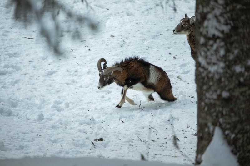 Wild hat Hunger und verhungert