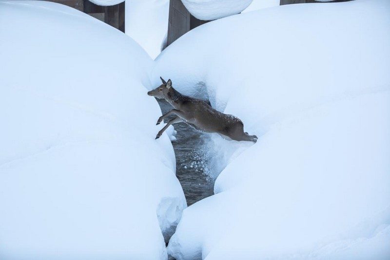 Wild hat Hunger und verhungert