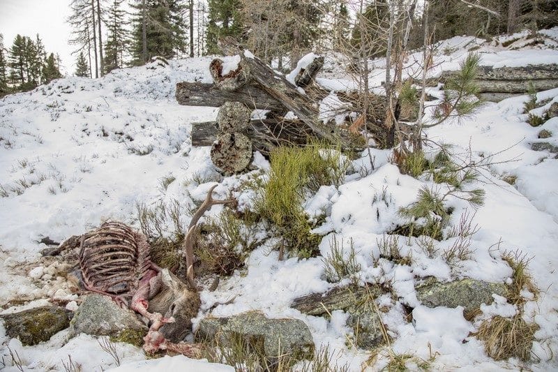 Wild hat Hunger und verhungert