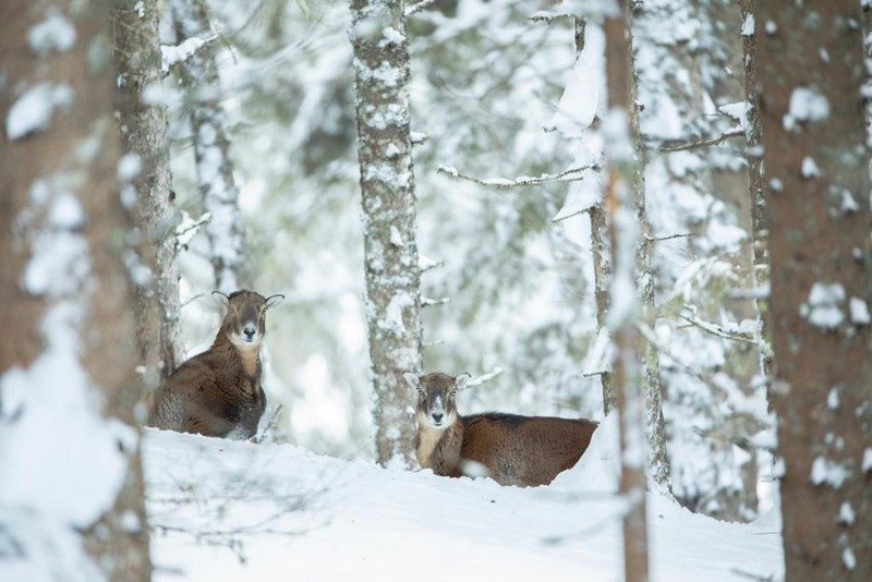 Wild hat Hunger und verhungert