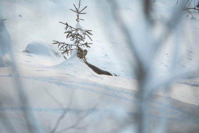 Wild hat Hunger und verhungert