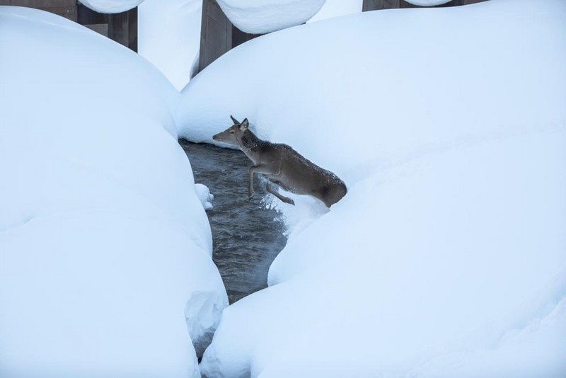 Wild hat Hunger und verhungert